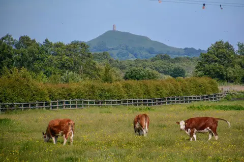 ST4439 : Ashcott : Grassy Field & Cattle