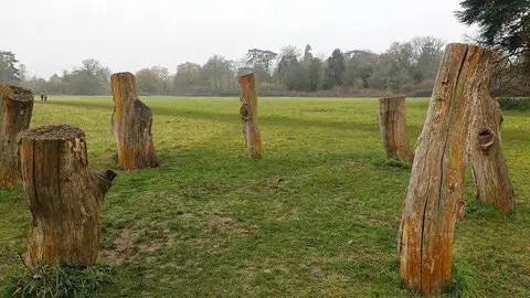 TL8661 : Circle of tree stumps, Nowton Park