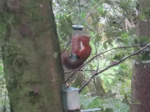 NY6687 : Red Squirrel