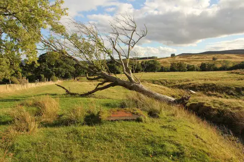 NT9502 : Fallen tree