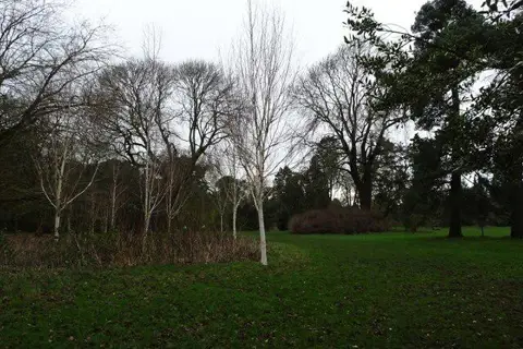 SE2954 : Birch trees beside Harlow Moor Drive