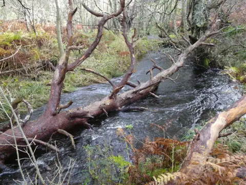 NH6590 : Fallen tree in the burn.