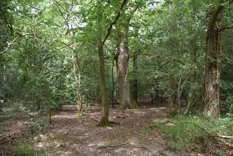 TQ4095 : Epping Forest