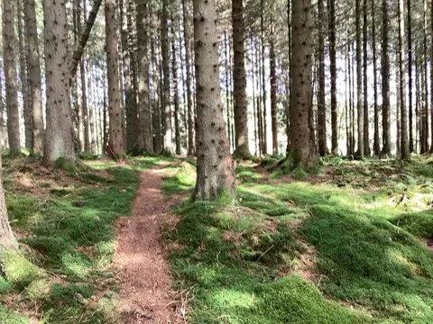 NY6392 : Woodland path near Bakethin Reservoir