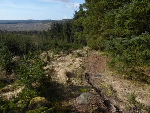 NT7703 : The Pennine Way on Byrness Hill