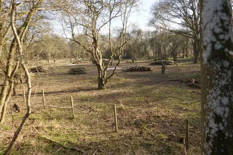 TL5321 : Piles of logs in Hatfield Forest