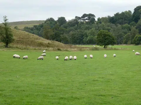 NY7987 : Sheep in field beside the Tarset Burn