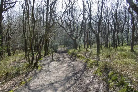 Image shared for Ramscombe, Dead Woman’s Ditch and Adscombe woodland circuit, Quantock Hills