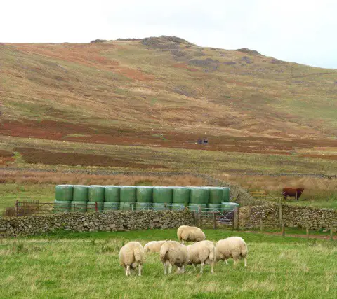 NT9716 : Sheep at Hartside Farm